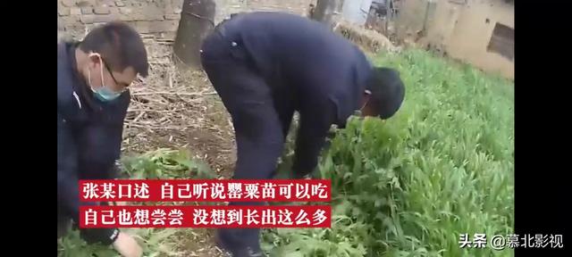 男子为尝鲜荒院内种250株罂粟苗