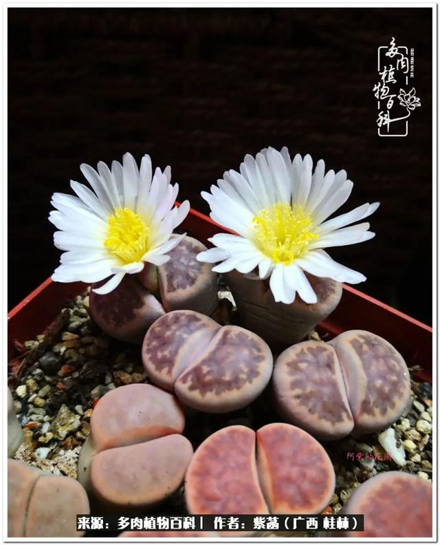 郑州新型泥土洗砂机
