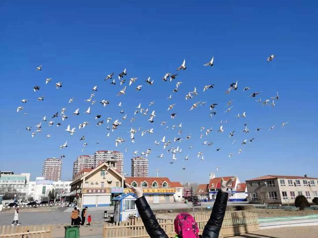 动物精灵的启发