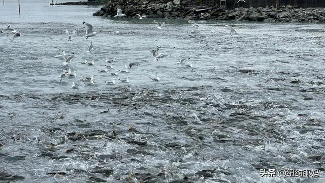 夢幻荒野阿拉斯加（14）Valdez看熊抓魚和三文魚洄遊