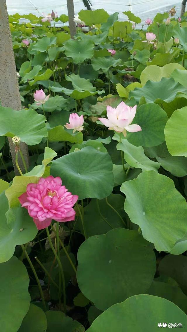 水生植物图片