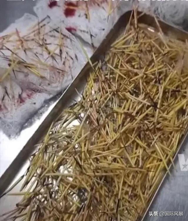 巴西土狗多次挑战豪猪，脸上却被扎满数百根刺，狗主人：免费针灸