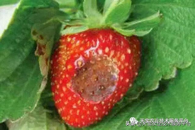 草莓软果、烂果严重怎么办？13