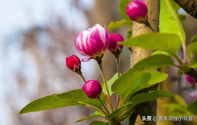 苹果花蕾露红一定要打药，如何选药、配药、打药保证安全和效果？2