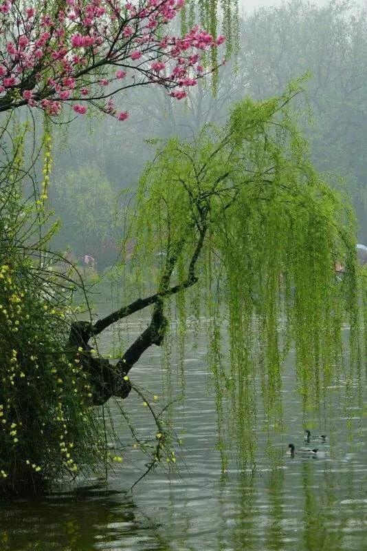 春雨靡靡打心扉