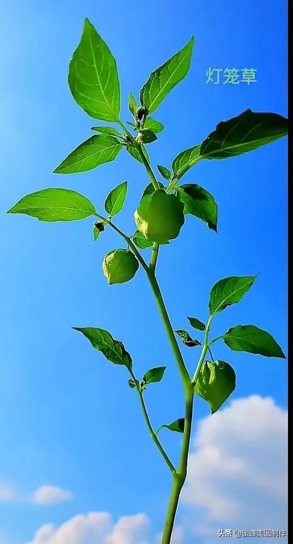 一花一叶即菩提，一草一木皆有情