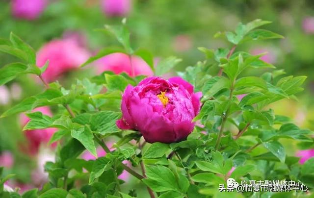 雨后河州牡丹 水珠欲滴 太美了