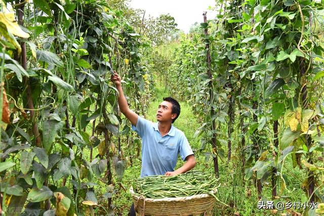 豆角喜欢什么肥料？掌握需肥规律科学施肥，豆角结荚多、产量高7