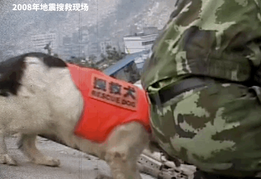 再见小英雄！67只汶川地震搜救犬已全部离世