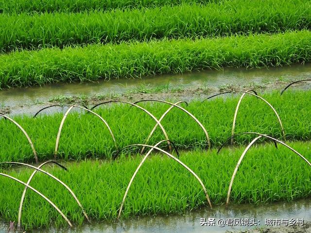 湖北宜昌：农民种植培育的水稻秧苗长势旺盛，绿色养眼