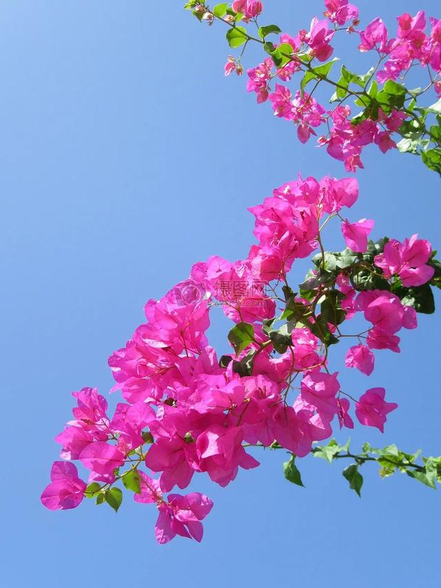 鲜花争艳，美景如画，令人心旷神怡