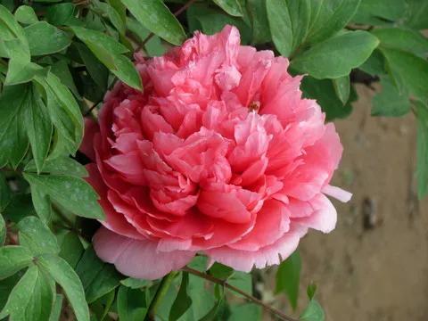鲜艳夺目的花朵，美了眼，醉了心，忘掉了烦恼