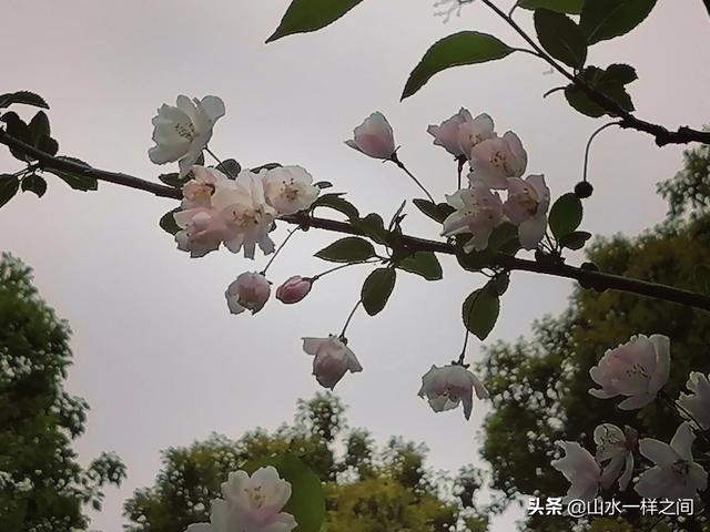 谁不喜欢春天的美好，谁不愉悦春天的微笑