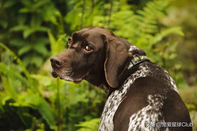 短毛大型犬