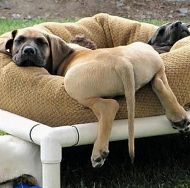 狗狗趴在地上什么意思(狗狗趴在地上的症状)-艾拉养犬