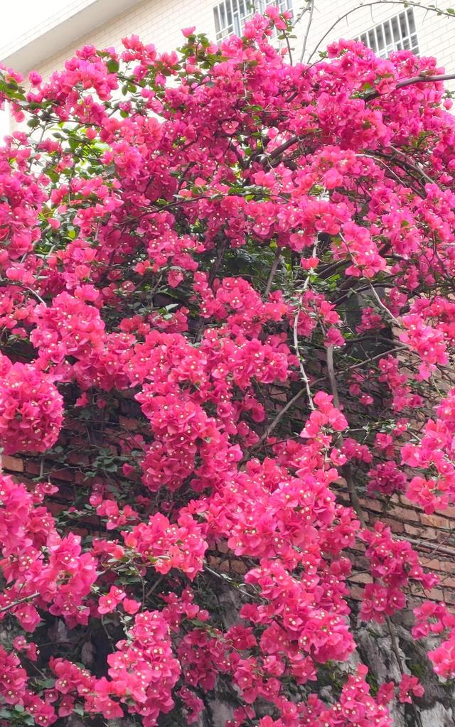 三角梅花瀑