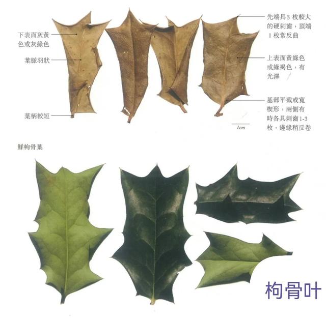 中药古今研究：枸骨叶