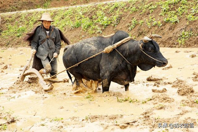 布谷bugu