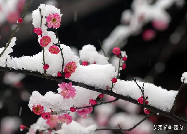 11月开什么花