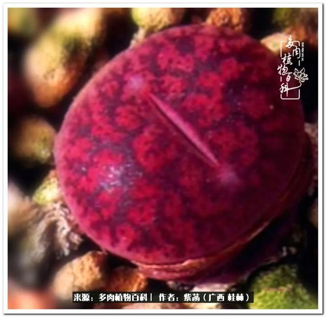 大型制砂机给力富贵机械