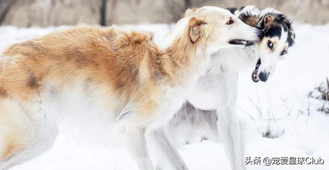 苏俄猎狼犬 苏俄猎狼犬（苏俄猎狼犬猎杀狼视频） 动物