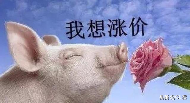 生猪价格大涨，猪肉开始“飘红”，一天涨5毛，猪价反弹之路开始