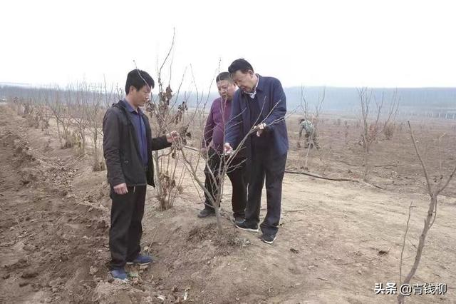 榛子树 榛子树（榛子树的修剪） 生活