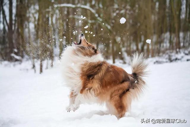 苏格兰牧羊犬价格