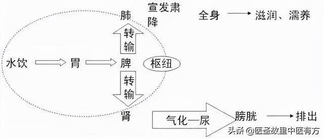 张仲景万能健脾祛湿经典方，苓桂术甘汤，四味药，健脾除湿除百病