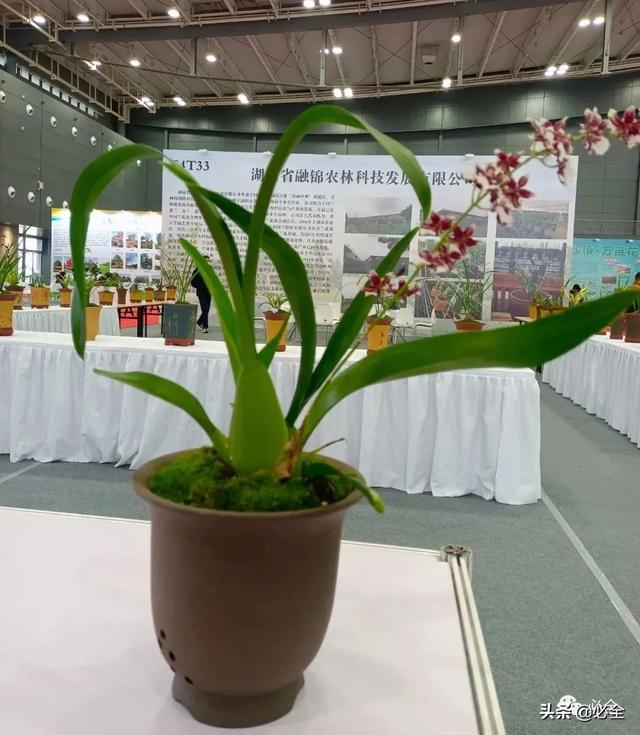 进口园林机械展