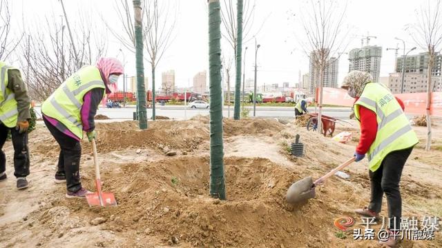 平川区：“国储林+绿色通道”厚植生态底色 扮靓城乡街景