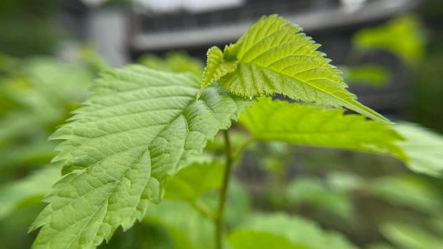 这些植物认识10种以上的，曾经的你一定是一枚朴实可爱的农村娃