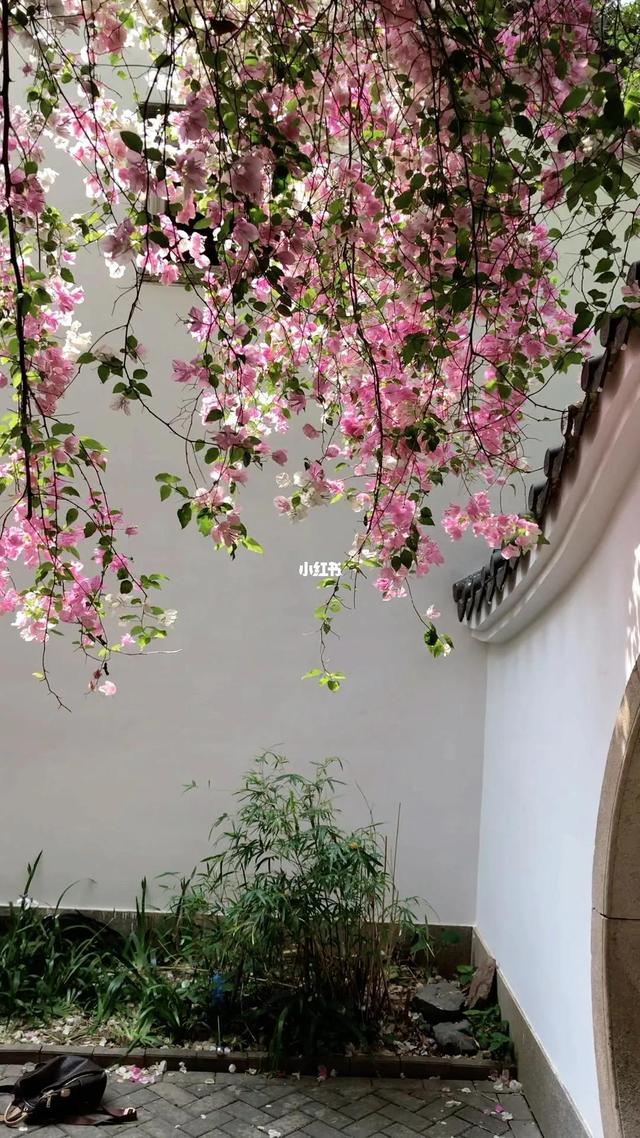 听一朵花开，念一人回归，落笔成诗，心亦悠然