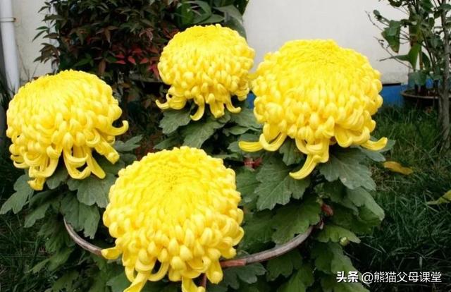 玫瑰花的含义及象征(玫瑰的含义和象征)