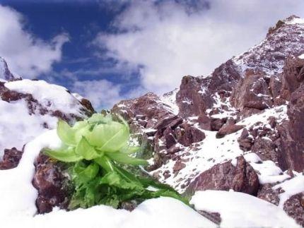 天山雪莲花