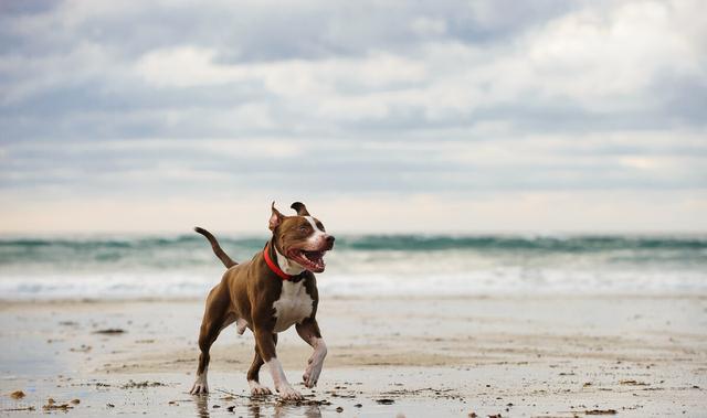 比特犬打架视频 比特犬打架视频（比特犬打架视频观看） 动物