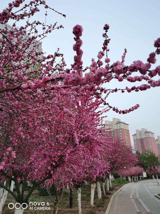 【探春令】