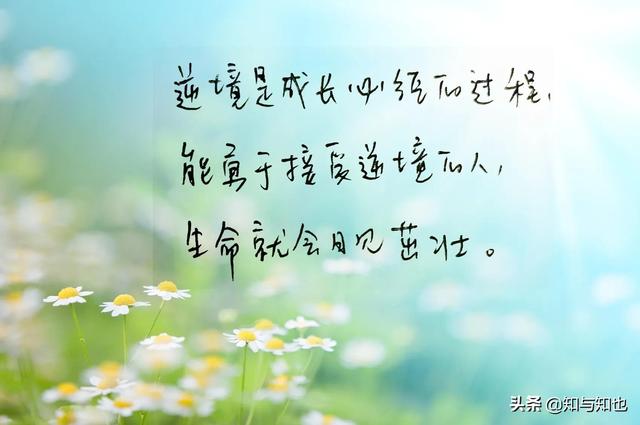 抄书第80天，每日寄语，温暖你我4～愿你依然生如夏花，笑如温阳