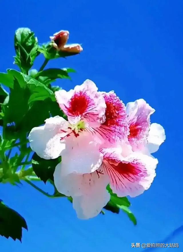 笑看花开，静赏花落
