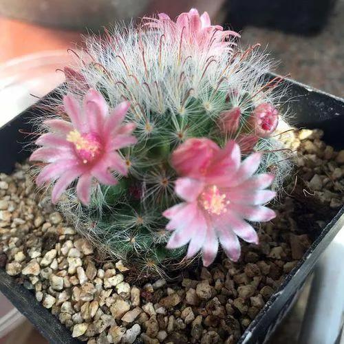 美花欣赏：仙人球开花，美不胜收