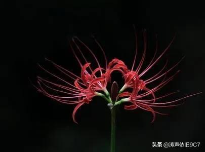 黑色彼岸花图片