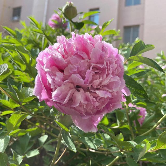 春日无尘日 晴好光明媚 百花开灿烂 万物显生机 元姆