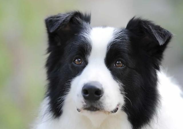 狗狗的犬型怎么分类(狗狗的种类都长什么样)-艾拉养犬