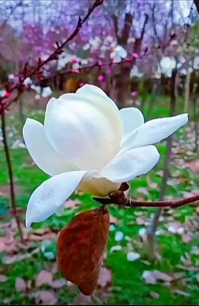 春天的季节 百花争艳 万紫千红