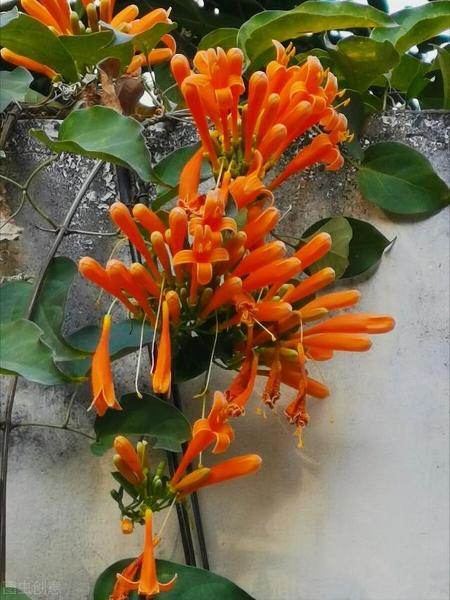 一花一深爱，五月五立夏情长，夏日暖阳拂人间，愿落花有情山水美