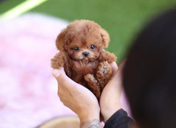 茶杯犬的价格 茶杯犬的价格（茶杯犬一般多少钱） 动物