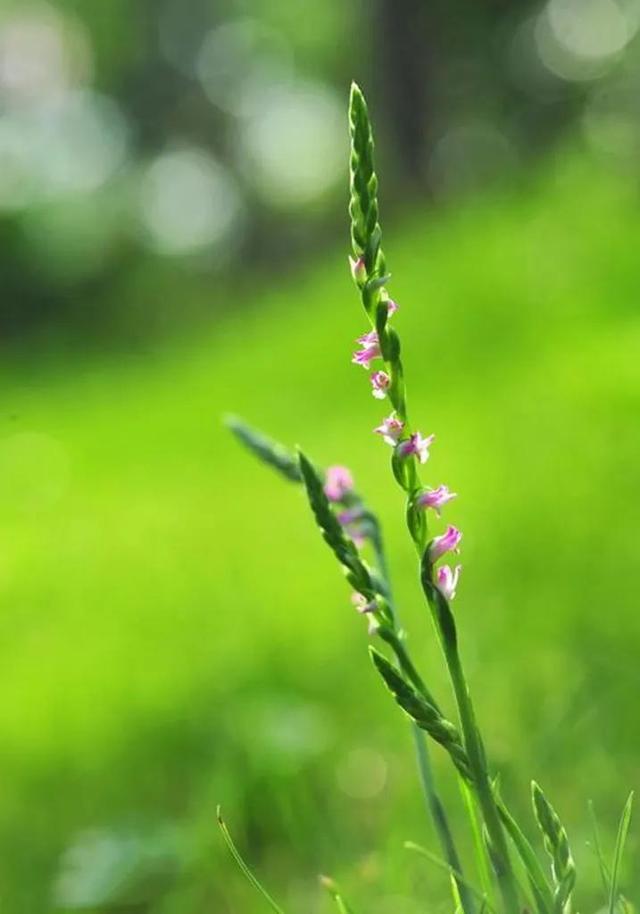 春回大地万物复苏春回大地万物复苏写一段话
