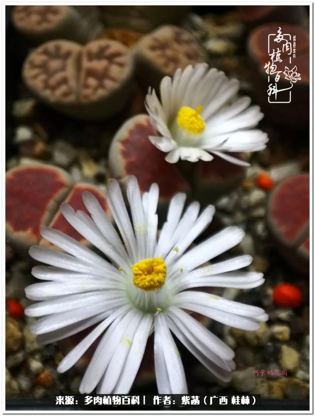 桂林滚筒式洗砂机厂家