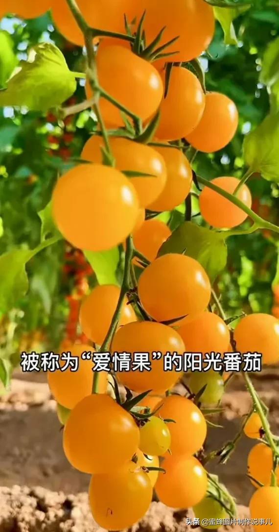 垂涎欲滴