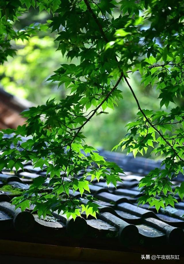幽静小院，微雨一帘，淡茶半盏